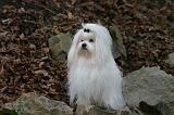 BICHON MALTAIS 113